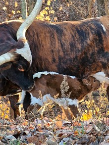 Clouts bull 23