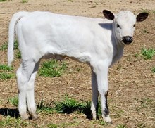 Gossip Heifer 23