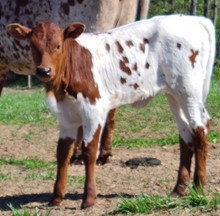 Ritzy heifer 23