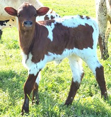 Swag heifer 23