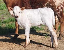 Darlin Bull 23