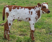 Spice Tea bull