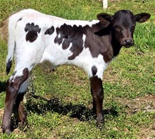 Kitty King Heifer