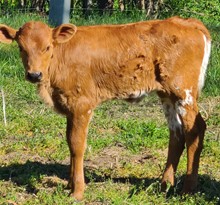 Sister heifer 23
