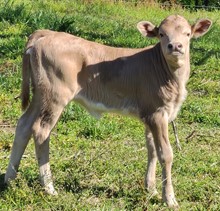 Truffles Heifer 23 