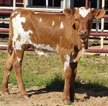 Mona bull 23