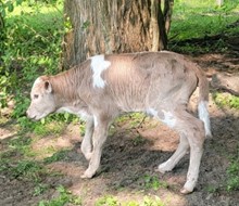 Card bull 23