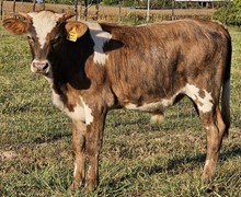 Card bull 23