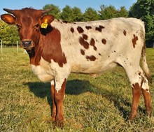 Ritzy heifer 23