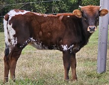 Samantha heifer 23