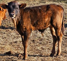 butterfly Bull 23
