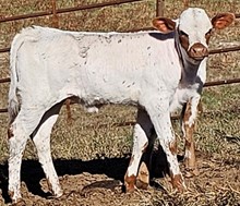 Embryo Drag Iron  X Dreamz 