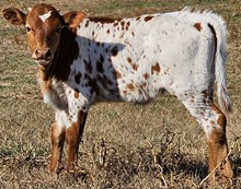 Catawissa heifer 23