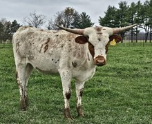 N8ive White Dove