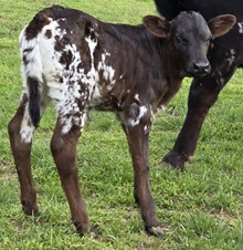 25 Dragonfly Heifer