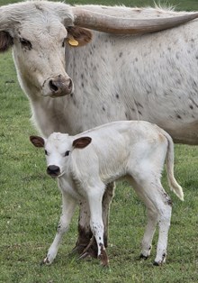25 Kitty Heifer