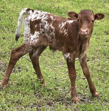 25 Smile Heifer