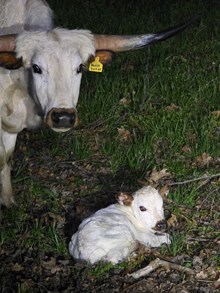 25 Betty Bull