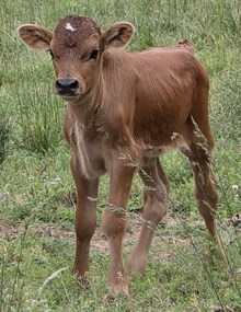 25 Remi Bull 