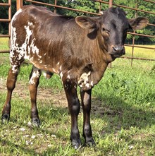 25 Dragonfly Heifer