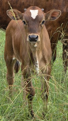 25 Satin heifer