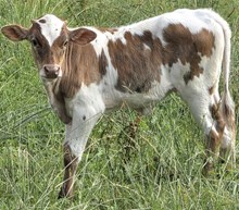 25 Harmony Heifer