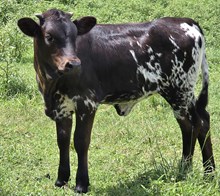 25 Dragonfly Heifer