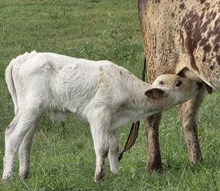 25 Miracle Bull