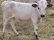 25 Kitty Heifer