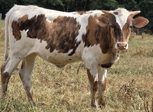 25 Harmony Heifer