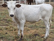25 Kitty Heifer