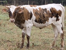 25 Harmony Heifer