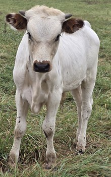 25 Betty Bull