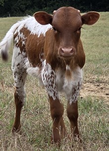 25 Kisses Bull