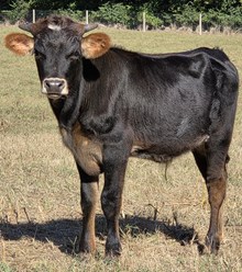 25 Remi Bull 
