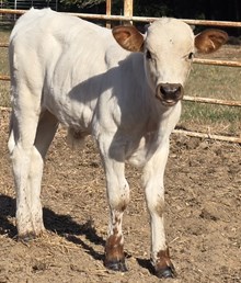 25 Miracle Bull