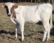 25 Clout Heifer