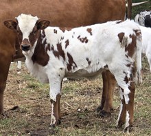 25 Liberty Heifer