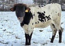 R U Lonesome Tonight