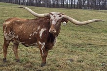 Smokey Spur SH 126/7 