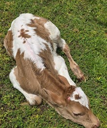 25 Harmony Heifer