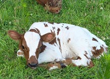 25 Liberty Heifer