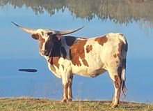 Legendary Cowgirl