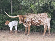 🔵🦆 Dreamfyre (Heifer)