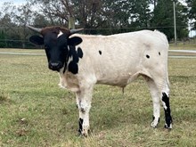 Tolar's Black Ty Affair