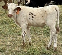 LCL Saguaro's Bunny Ears