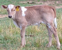Card bull 23