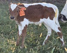 LCL Fashions Colt 45