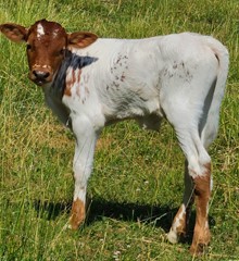 Dream On bull 23