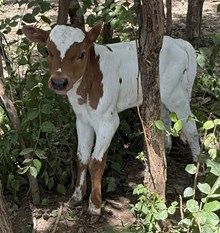 LCL Charlie Delta Echo